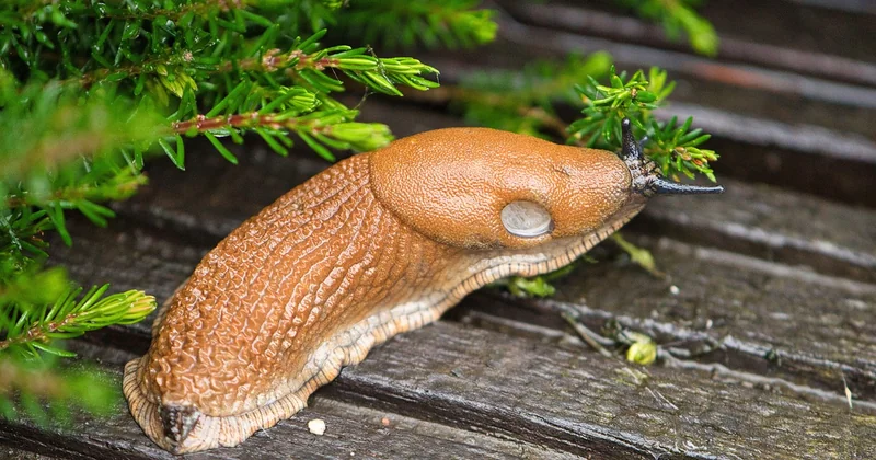Slugs multilingues : faut-il les traduire ?